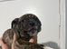 Staffordshire bull terrier boy 13 weeks old