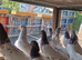 Pakstani pigeons