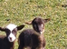 Hebredean and shetland sheep