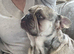 Beautiful French bulldogs both KC registered