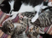 Beautiful kittens