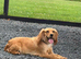 Female cockapoo