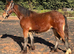 Beautiful Bay Colt