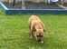 American pocket bully puppy male