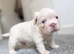 PLATINUM FLUFFY FRENCHIE PUPPY!