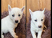 ​Gorgeous Siberian Husky Puppies