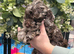 Extensively health tested f1b minature cockerpoos