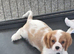 Adorable Male Cavalier King Charles Spaniel