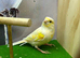 Dimorphic canary cock bird
