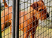 Lakeland terrier