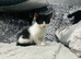 Super adorable kittens ready now