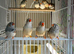 Cage for finches