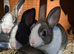 Dutch rabbit babies ready soon