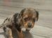 Beautiful Jackweenies for sale
