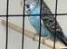 young budgie