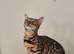 Tica registered brown bengal girl