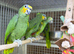 Orange winged Amazon