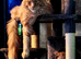 Stunning UNUSUAL MARKED MAINE COON BOY. READY NOW