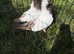 2 pairs of fancy English Nun pigeons