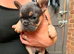 Puppies of French bulldog