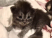 Ragdol x persian kittens