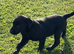 Beautiful Black Labrador Puppies