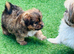 Shih Tzu cross sheltie puppies
