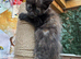 FLUFFY CALICO FEMALE KITTENS TO RESERVE