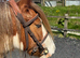 Spirit - 6 years old gelding
