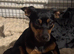Pinscher/ chi cross cockerpoo