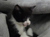 5 beautiful kittens