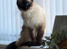 Female ragdoll