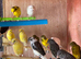 Raza canaries for sale in Eastbourne