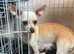 Beautiful smooth hair chihuahua puppies