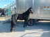 Ride n drive pony