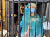 6 month old blue split kakarikis
