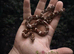 Baby Corn Snakes Various Morphs