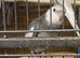 6 cockateils