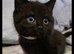 Bsh