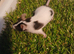 pet mice delivery available