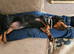 3 year old Miniature dachshund Minnie