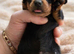 Miniature dachshund only 3 left