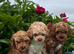 Cavachon x toy poodle who puppies