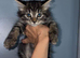 Urgent 2 kittens