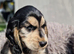 Cooker spaniels puppies