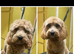 1 year old Cavapoochon.