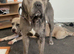 Ada Merle cane corso LOOKING FOR STUD