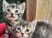 BEAUTIFUL GINGER AND GREY TABBY KITTENS TO RESERVE