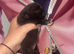 Beautiful female kc puppy
