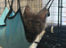 Maine Coon Registered TICA